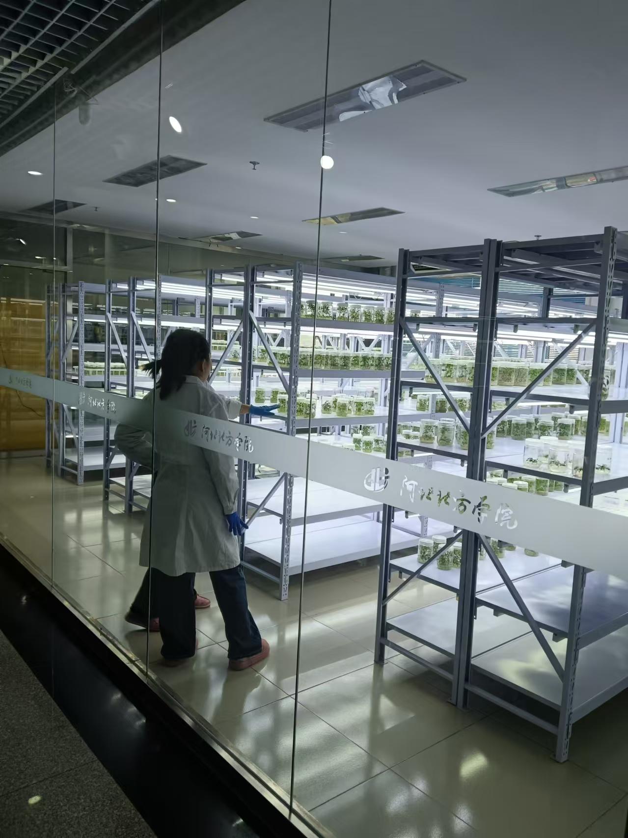 蓟州植物组培室设计的基本布局有哪些？