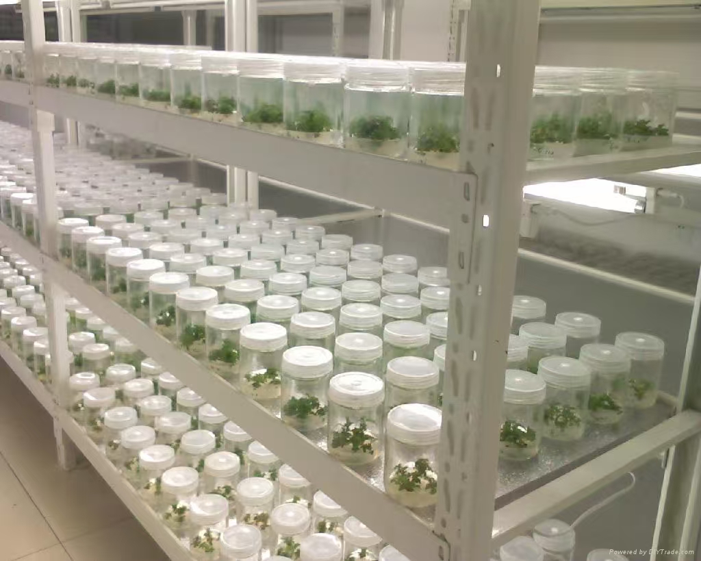 蓟州组培实验室应该如何布局