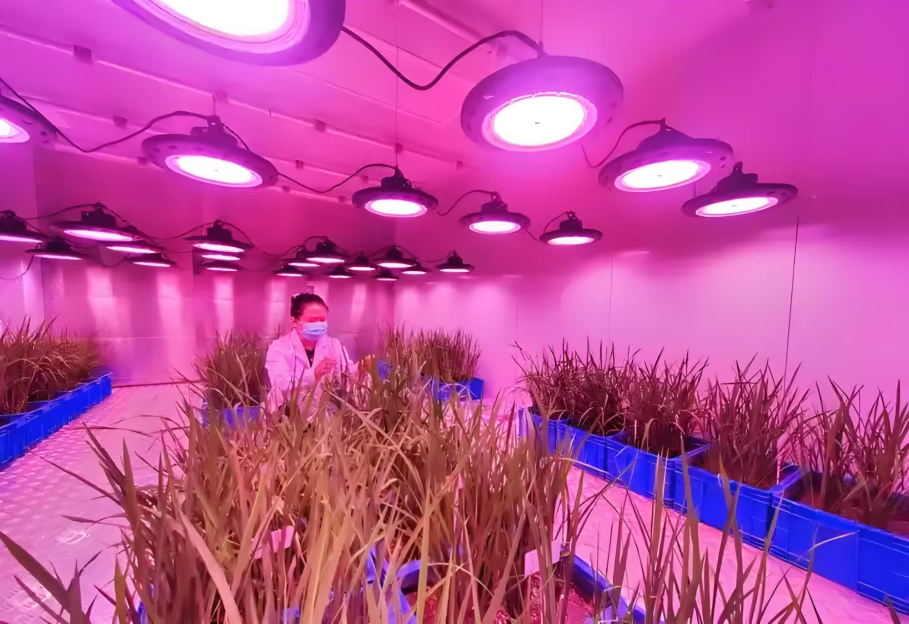 蓟州人工气候室在农业领域的应用